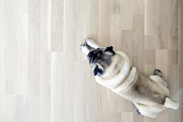 Pug descansando sobre el parquet natural cansado