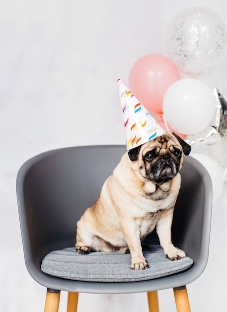 Foto pug em tampão festivo sentado na cadeira