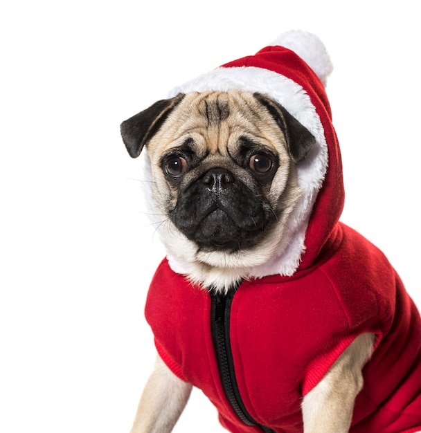 Pug em traje de papai noel contra um fundo branco