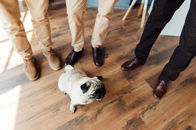 Pug em um piso de madeira