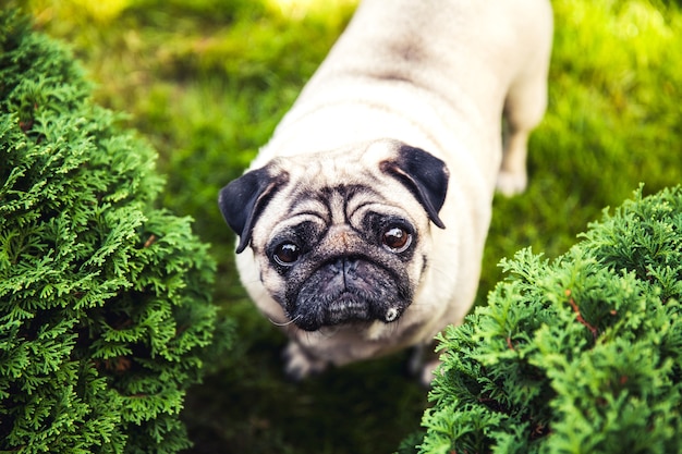 Pug engraçado em uma grama em um parque de verão.