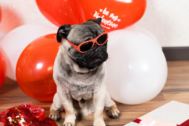 Pug engraçado legal em óculos vermelhos entre as bolas no dia dos namorados