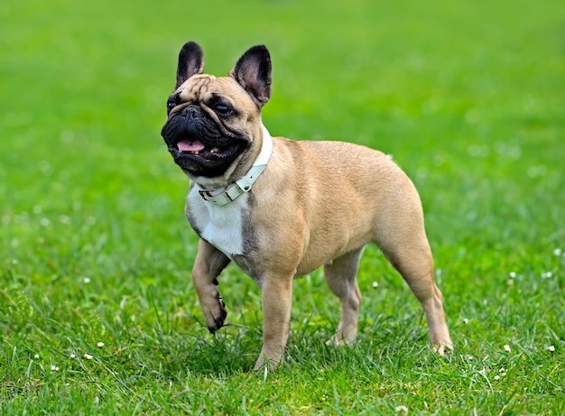 Pug en una exposición canina en la primavera