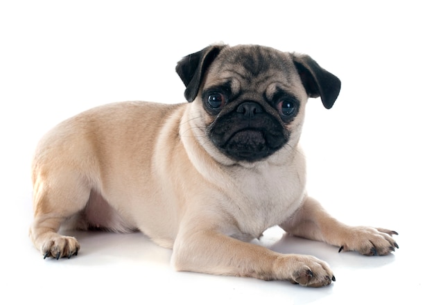 pug filhote de cachorro