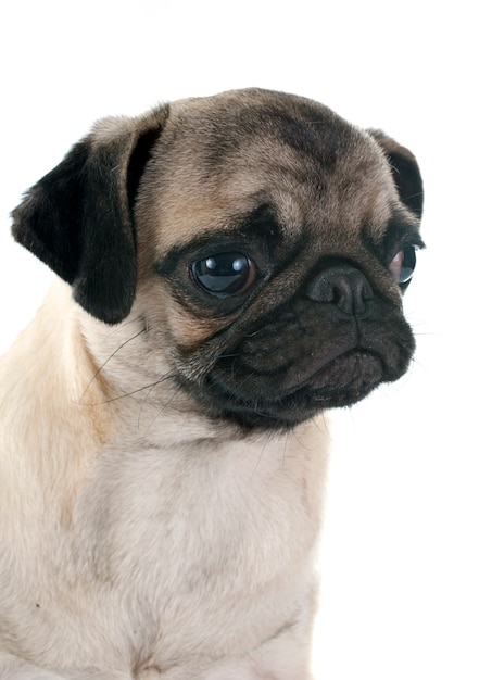 Pug filhote de cachorro