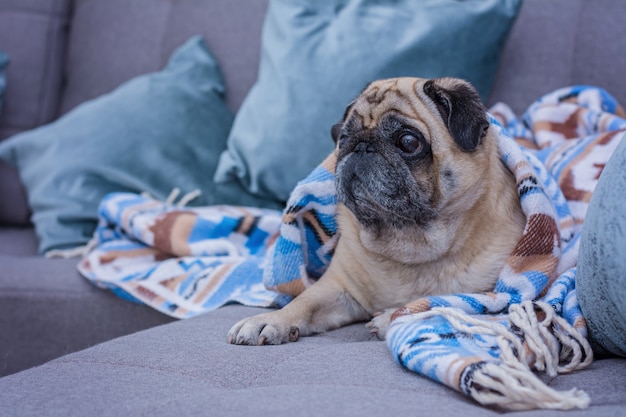 Pug fofo é embrulhado em um cobertor quente com ornamento azul.