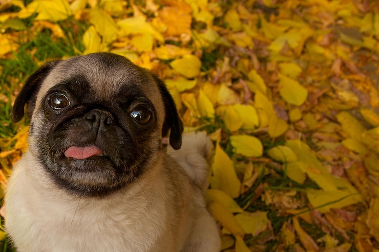 Foto pug fofo no fundo da paisagem de outono