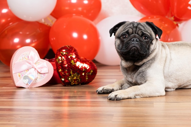 Un pug gracioso y lindo se sienta cerca de las bolas en el Día de San Valentín y mira a la cámara