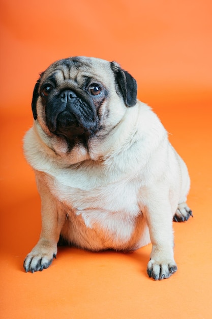 Un pug hermoso se sienta sobre un fondo naranja