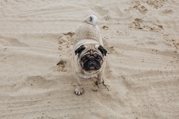 Pug idoso brincando na areia