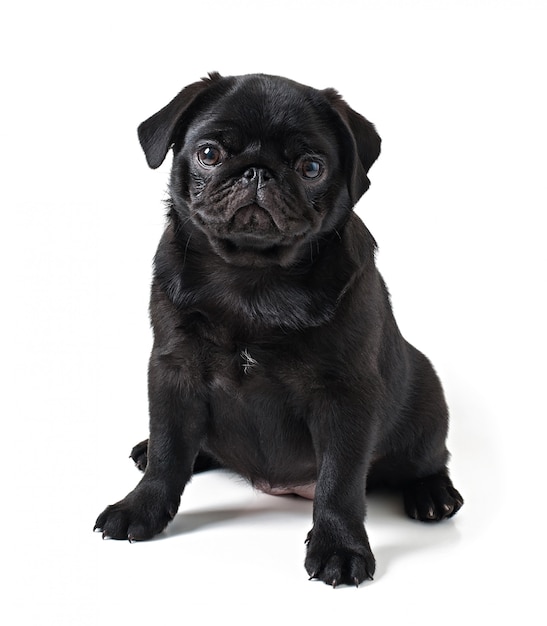 Foto pug jovem cão preto, posando em branco