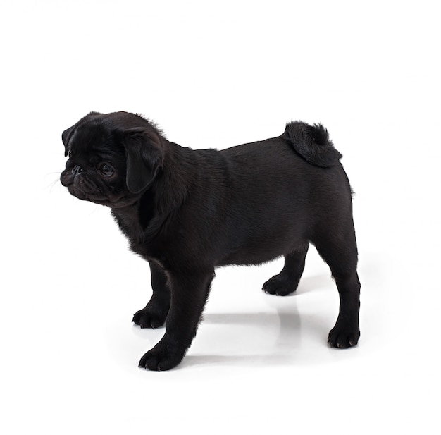 Pug jovem cão preto, posando em branco