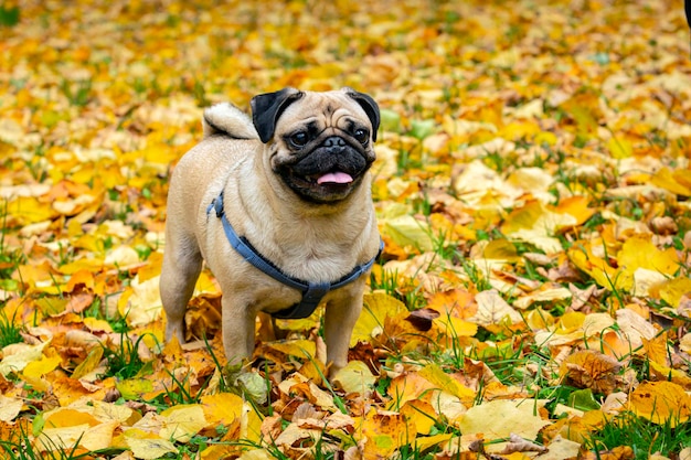 Pug jovem engraçado no fundo das folhas caídas. Fechar-se.