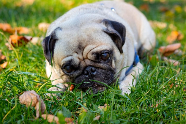 Pug jovem engraçado rói em uma vara. Fechar-se.