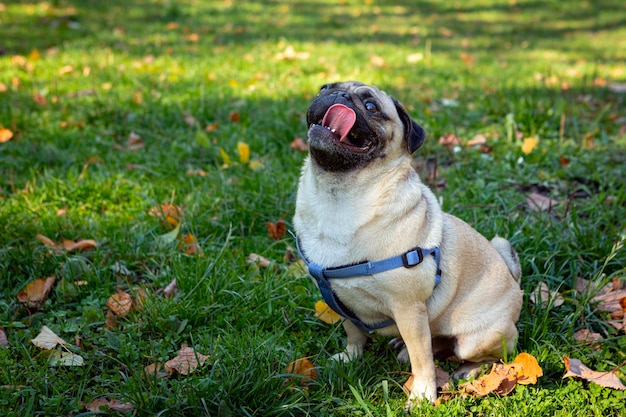 Pug jovem engraçado senta-se na grama com folhas caídas.