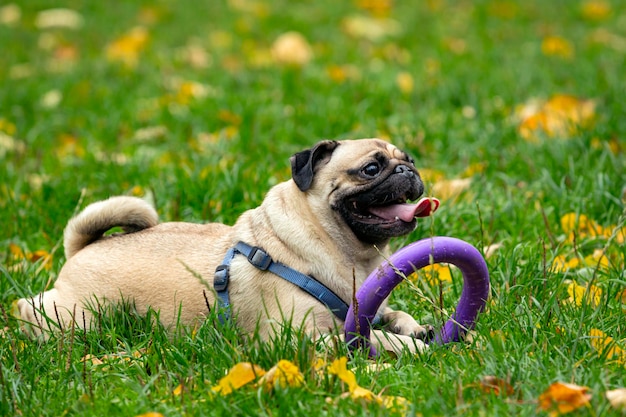 Foto un pug joven y divertido está jugando en el prado con un anillo. de cerca.