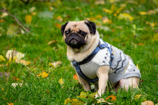 Un pug joven y divertido se sienta en la hierba con hojas caídas. De cerca...