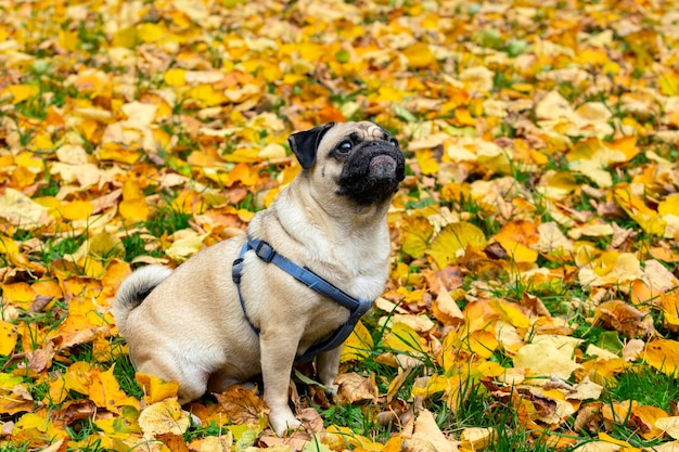 El pug joven y divertido se sienta en las hojas caídas. De cerca.