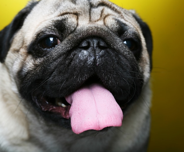 Pug macho fofo em amarelo close-up