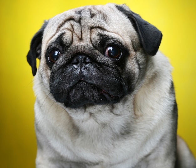 Pug masculino bonito close-up