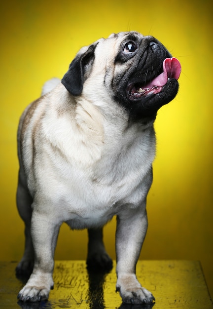 Pug masculino bonito