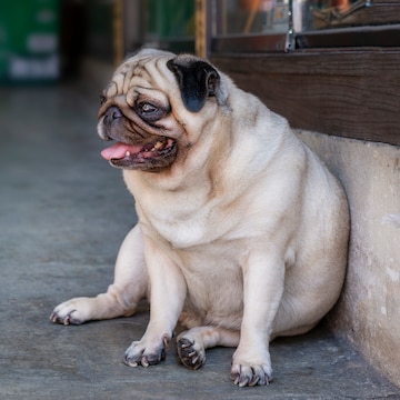 O Perfil Triste Do Olho De Um Cão Preto Pequeno Foto de Stock