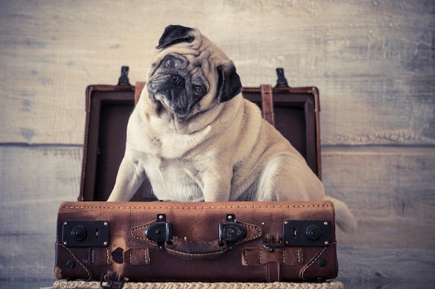 Pug de perro gracioso viajero en un equipaje sentado.