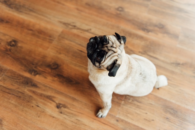 Pug en un piso de madera