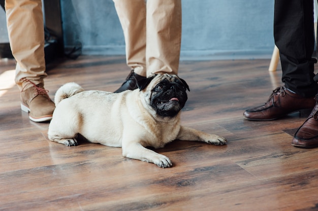 Foto pug en un piso de madera