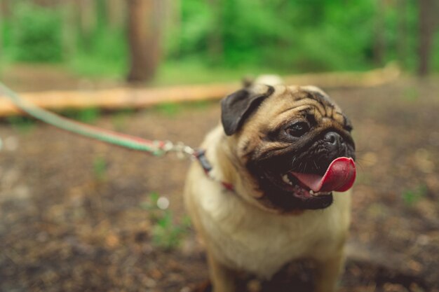 Pug de raza de perro camina en el bosque pug joven descansando en el parque