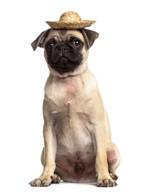 Pug sentado con un sombrero, aislado en blanco