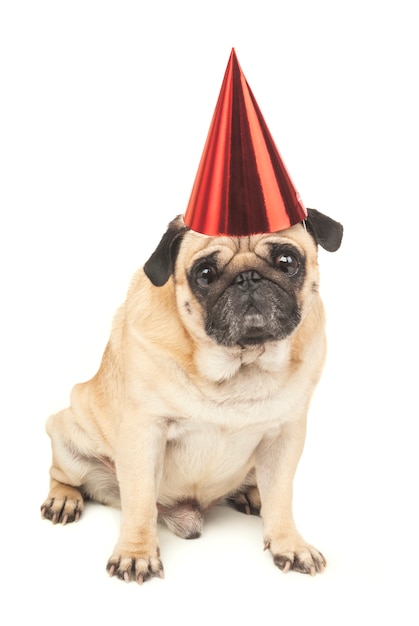 Foto pug con sombrero de fiesta