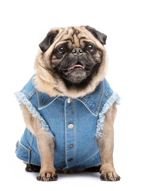 Pug sonriente en chaleco de moda.