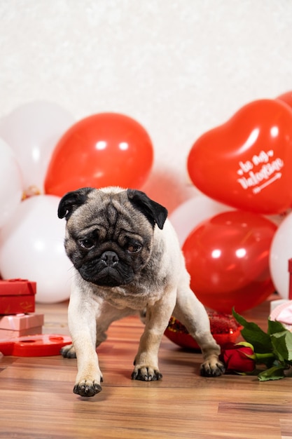 Un pug triste celebra el Día de San Valentín solo