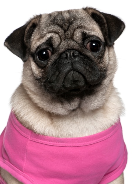 Pug vestido de rosa, 7 meses de edad, frente a la pared blanca