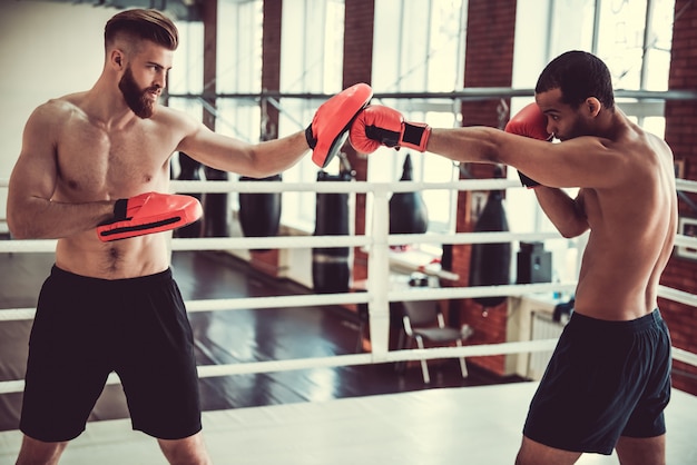 Pugilistas jovens bonitos