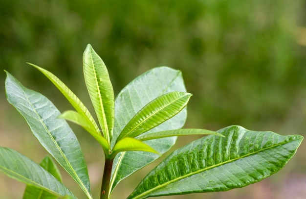 Pulai Alstonia Scholaris deixa comumente chamado de árvore de quadro-negro Fundo natural