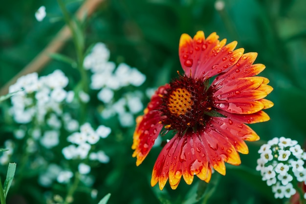 Pulchella de florescência cênico do gaillardia no macro.