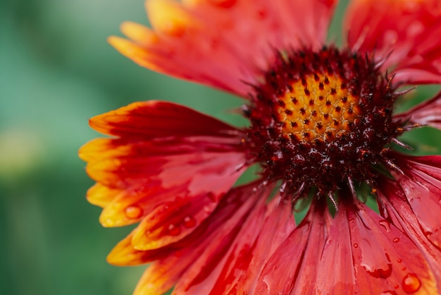 Pulchella floreciente escénica del gaillardia en macro.