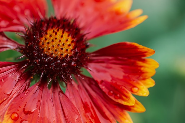 Pulchella floreciente escénico del gaillardia en macro.