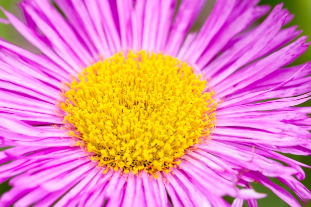 Pulga mexicana o Erigeron karvinskianus en flor.