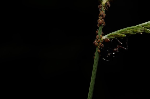 Pulgões em plantas