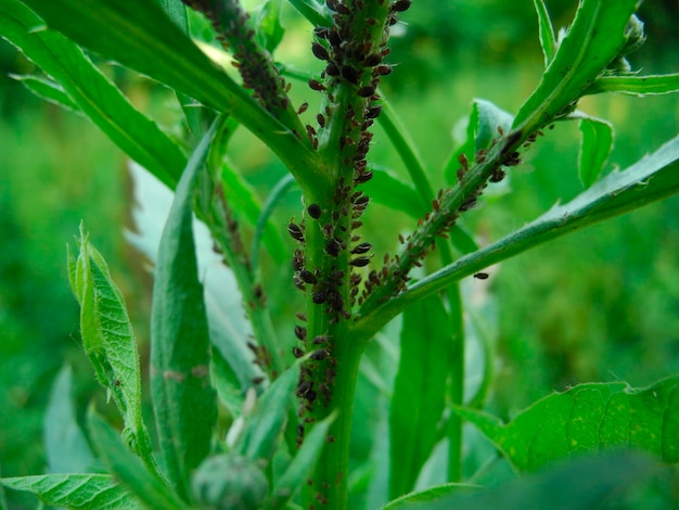 Pulgões em uma planta verde