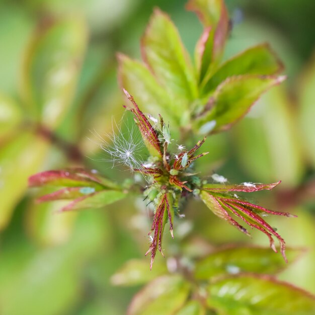 Pulgões verdes em rosas Pragas danificam a planta e espalham doenças