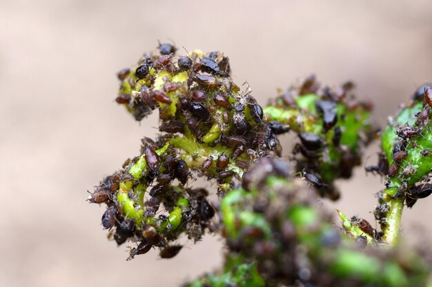 Foto pulgón cerrar macro en una hoja verde hojas de plantas dañadas devorando