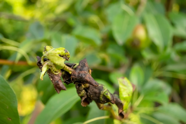 Pulgones en una pera Plagas en el jardín procesamiento de peras El pulgón giró las hojas en la pera Plagas en el peral Un árbol enfermo en el jardín