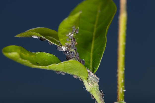 Foto pulgones de la superfamilia aphidoidea