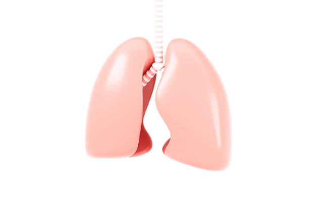 Pulmones en el fondo blanco Representación 3d del concepto médico