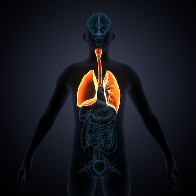 pulmones humanos con anatomía de la tráquea ilustración en 3D