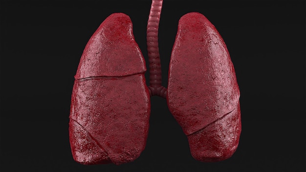 Pulmones humanos anatómicos